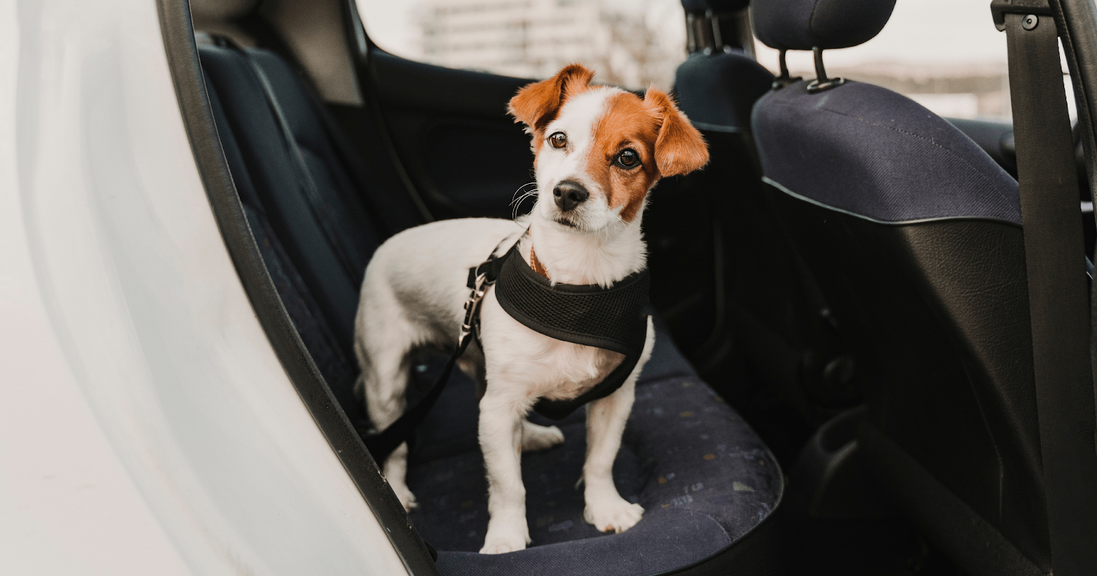 small terrier in harness in the back of the car