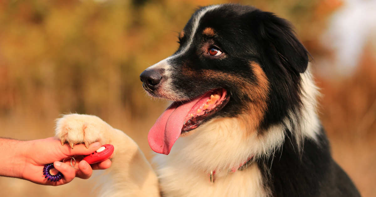 is it easier to train a puppy or an older dog