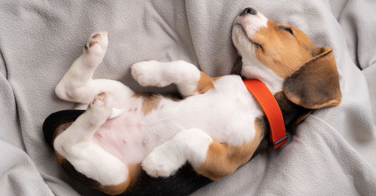beagle puppy sleeping on couch