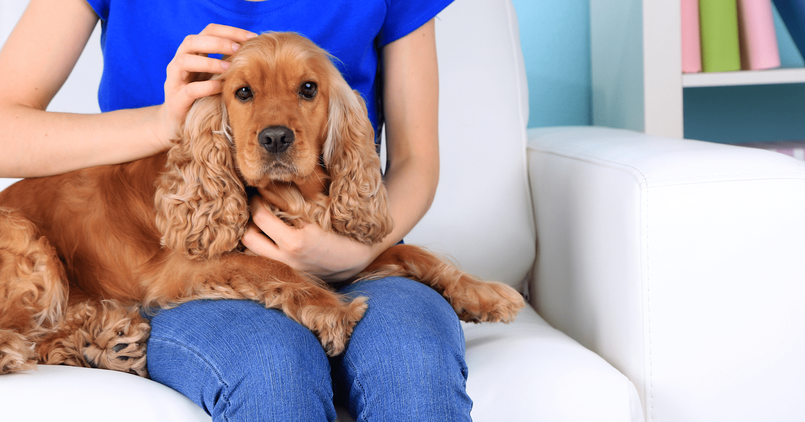 are cocker spaniels cuddly