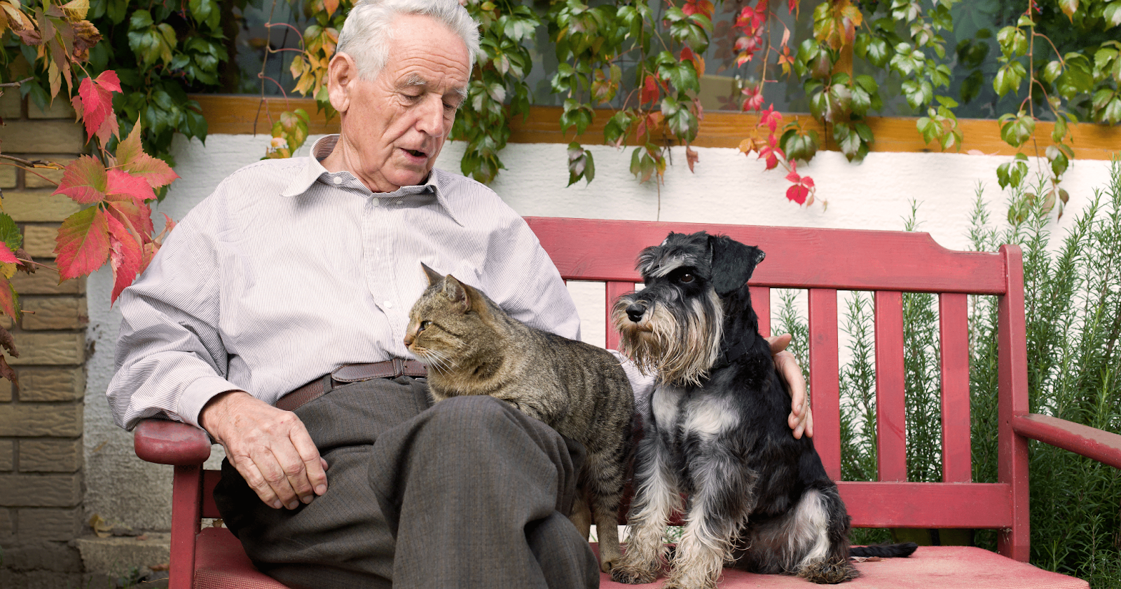 old man sat on red bench with cat and dog