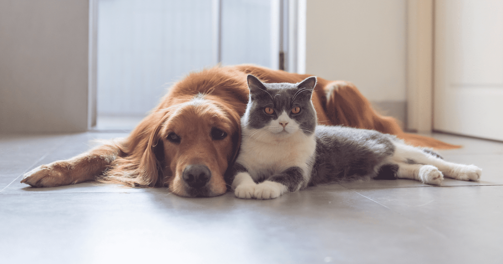 red setter lying down with cat