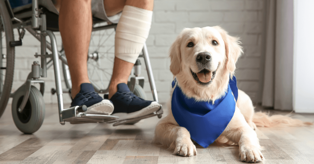 assistance dog with wheelchair