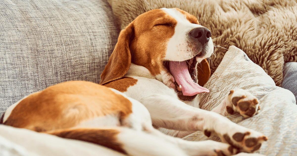 dog on comfy sofa yawning