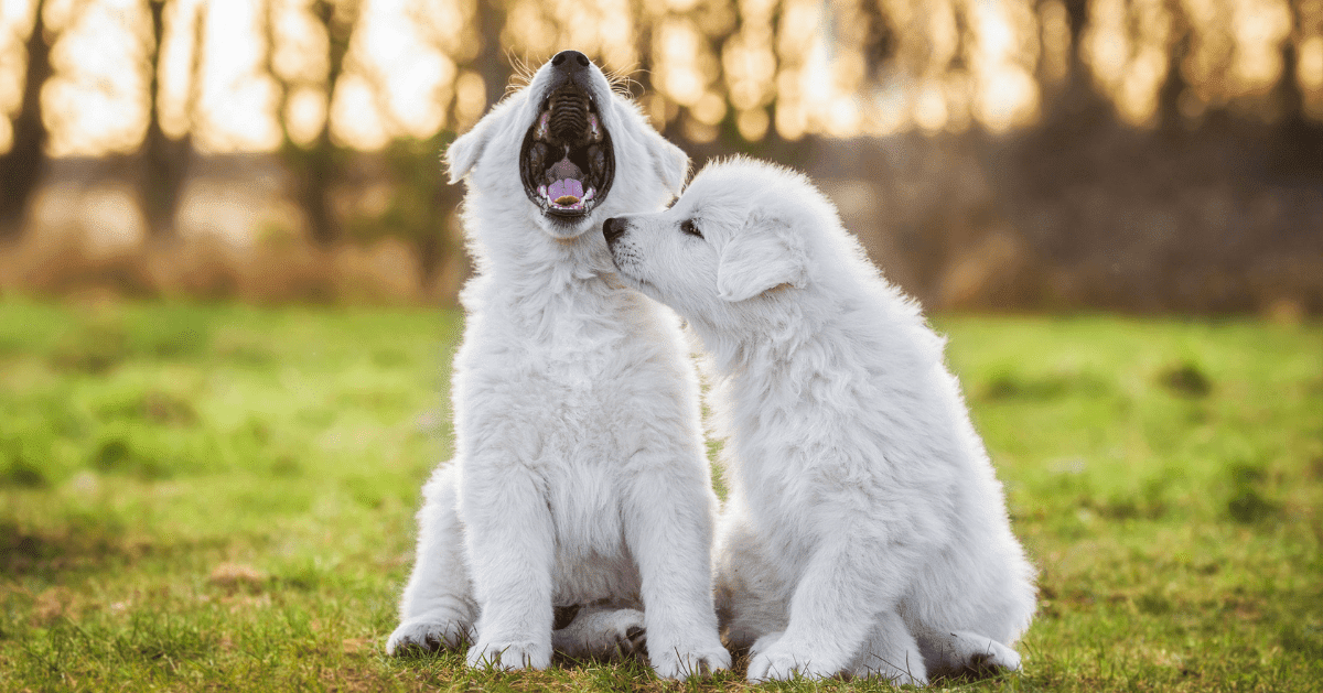 White puppies outside one yawning