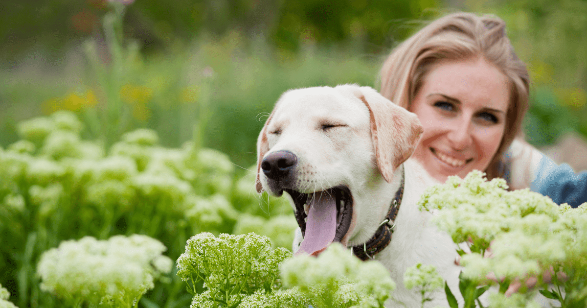 dog yawn with owner in meadow 