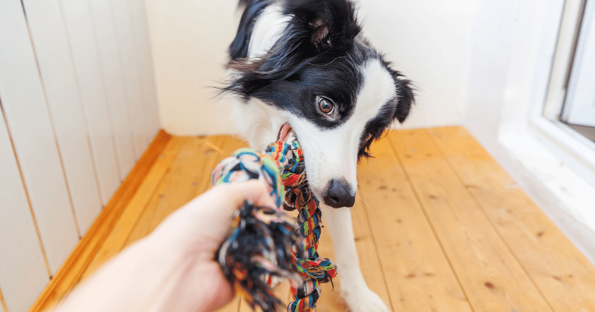 dog with rope toy