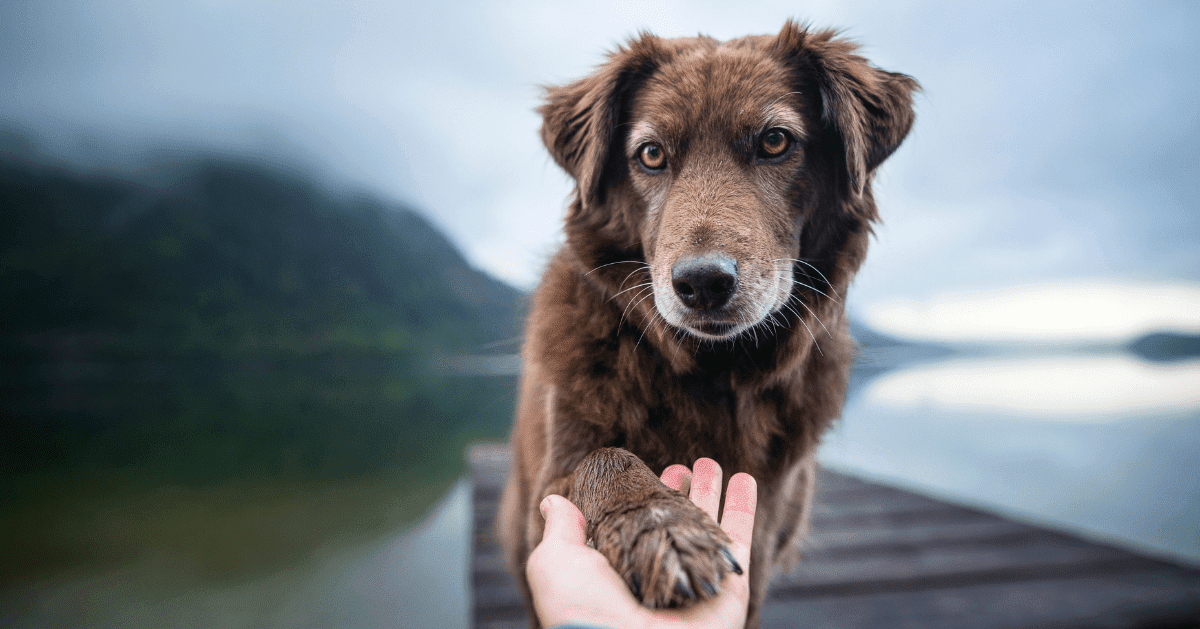 inspiring dog giving paw