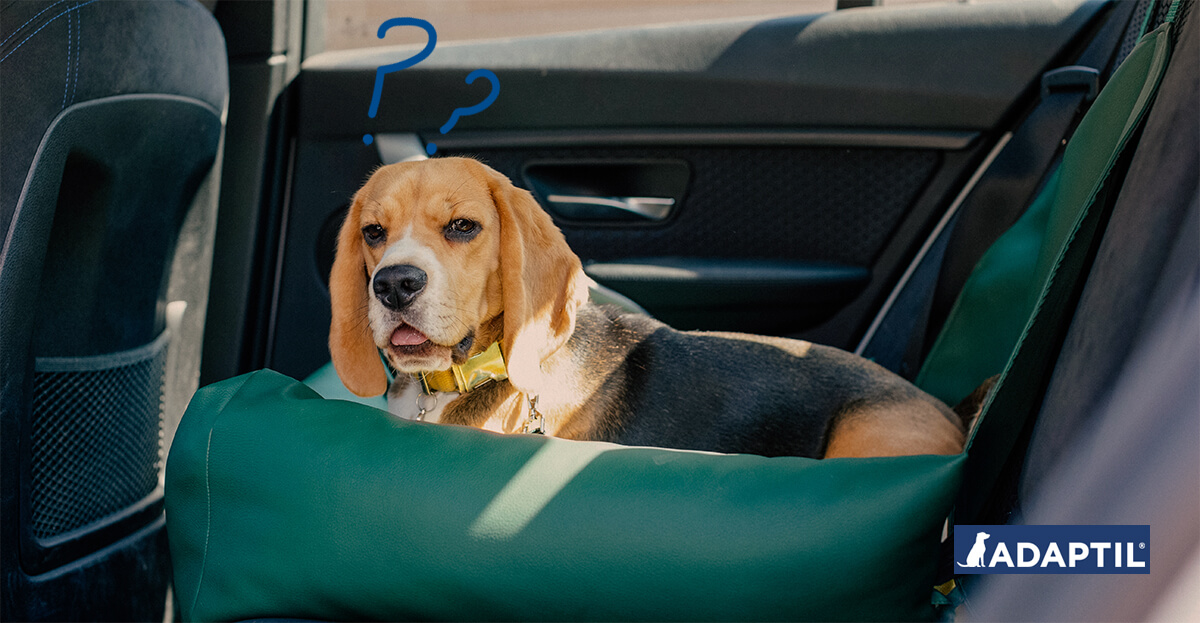beagle dog in bed on back seat of car