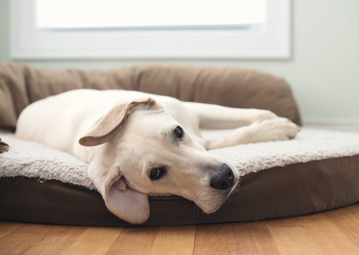Why is My Dog Anxious at Night? 5 Reasons For Doggy Night ...