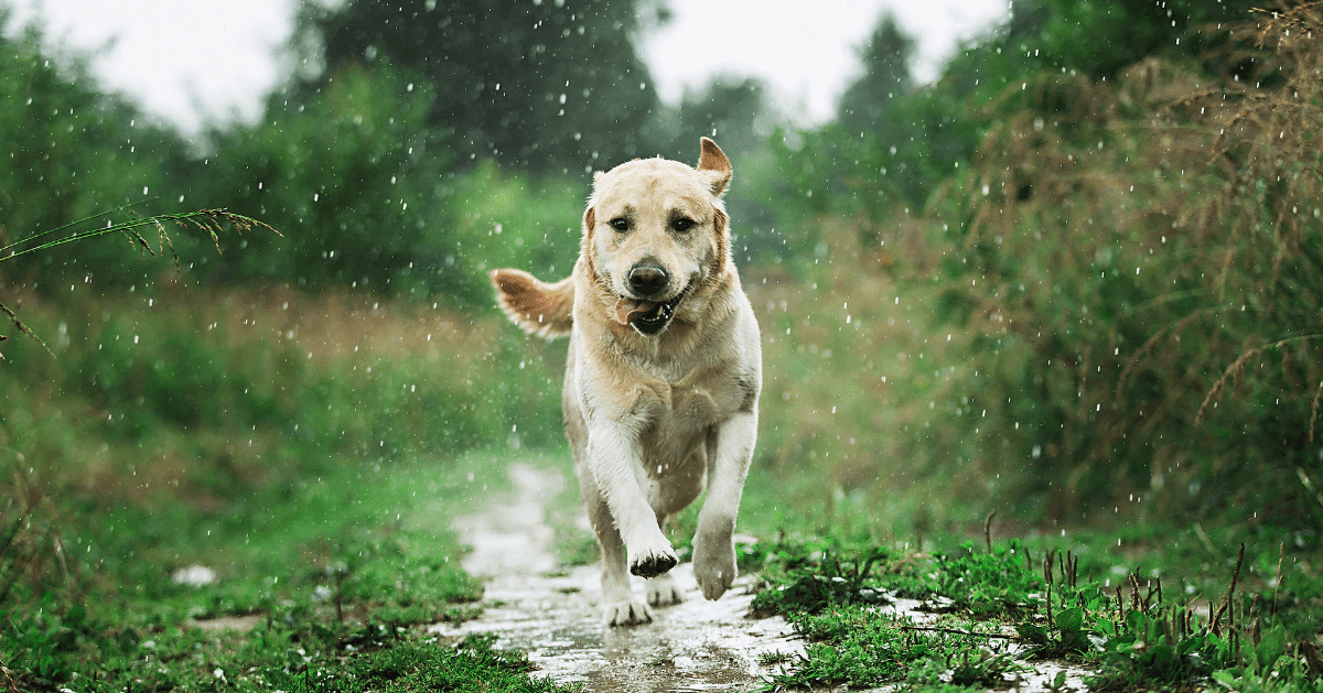 happy dog running through puddles