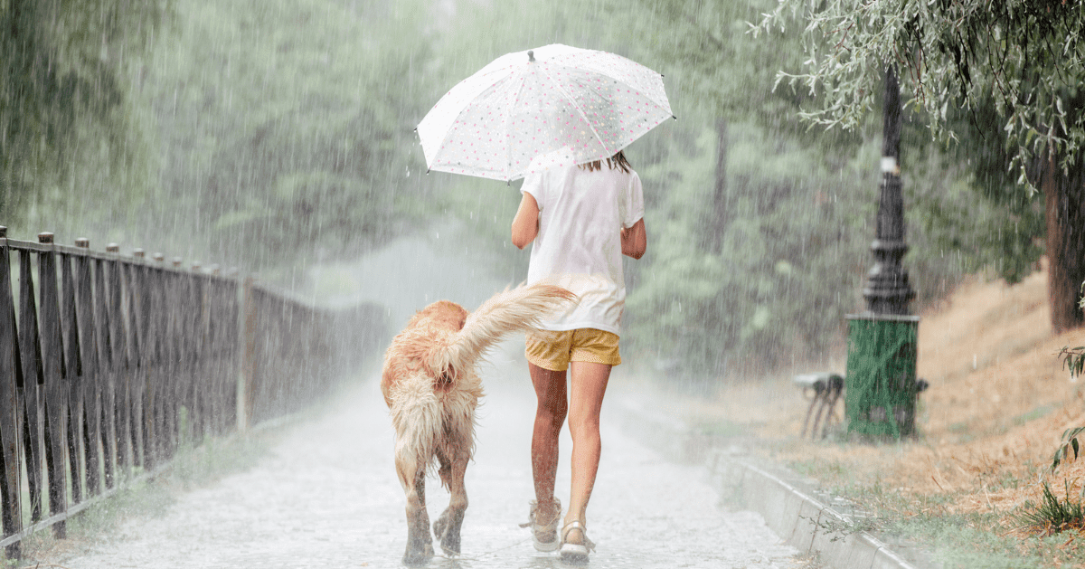 dog on walk in rain shower