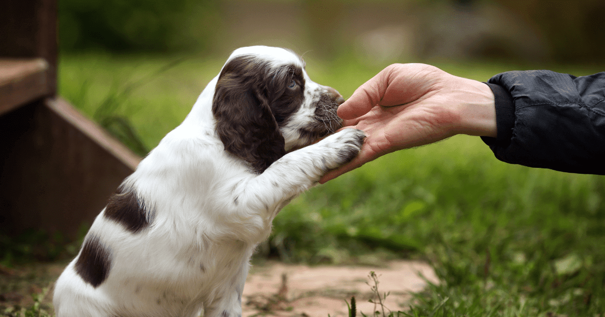 Why Does My Dog Put His Paw On Me? An Expert Explains This Behavior -  DodoWell - The Dodo