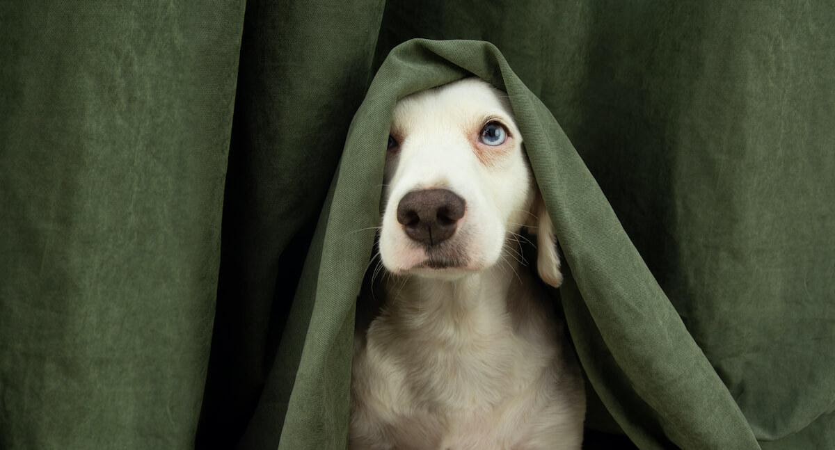 cão escondido a espreitar debaixo de um pano verde