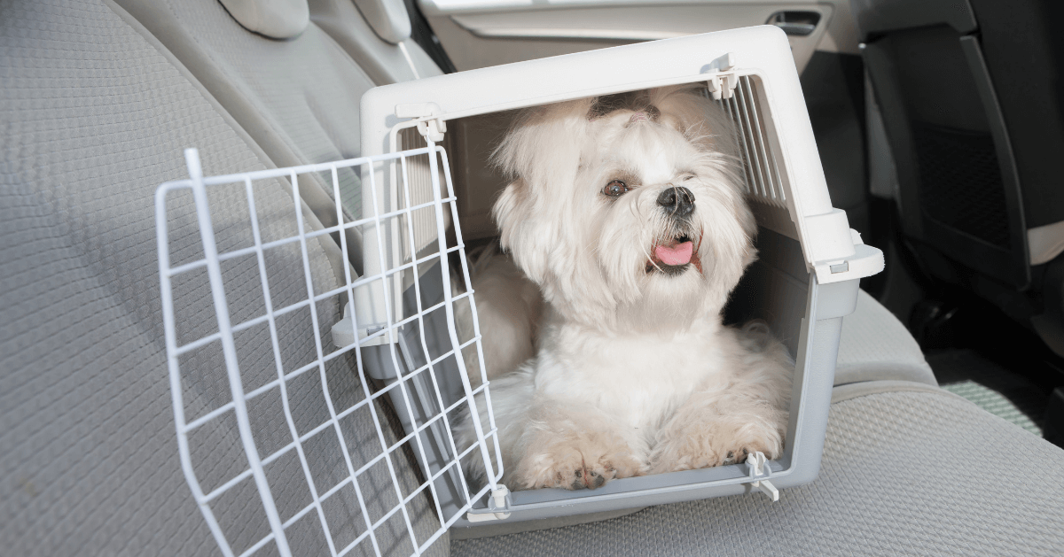 small white dog in travel carrier