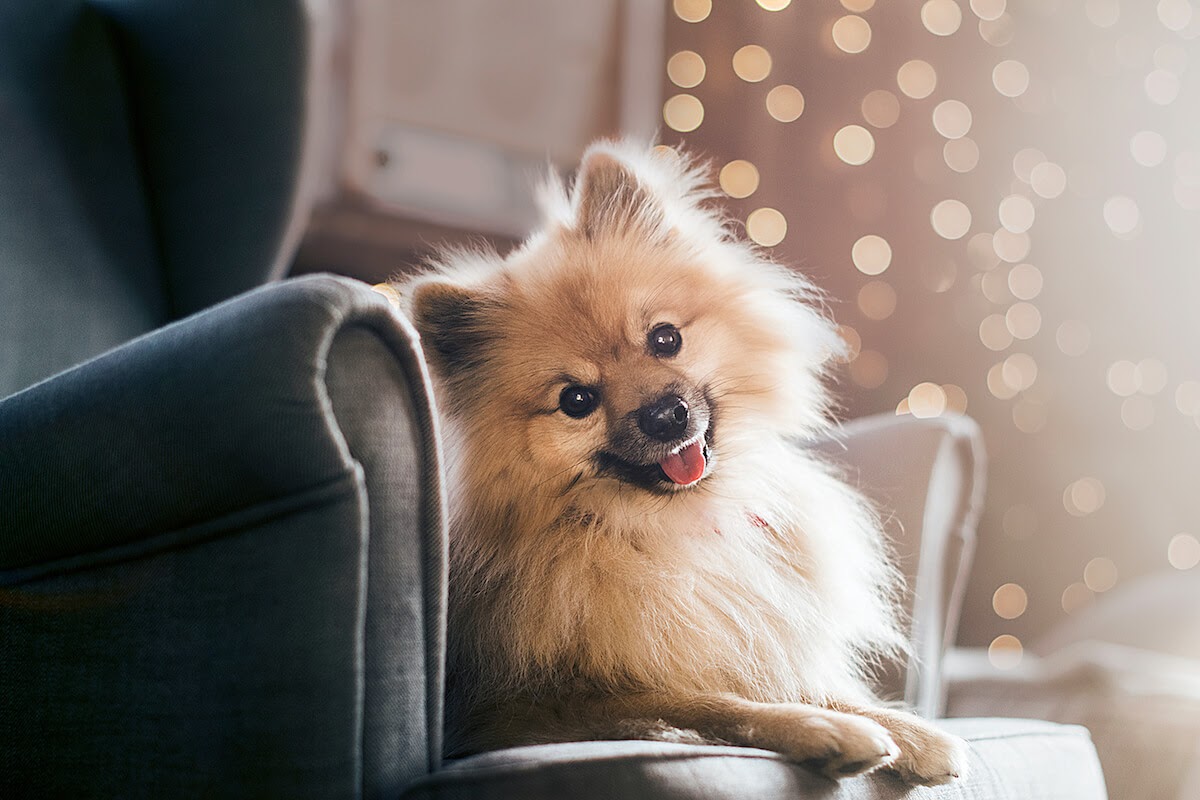 happy dog on chair