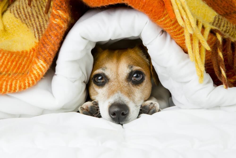 cão escondido debaixo dos cobertores