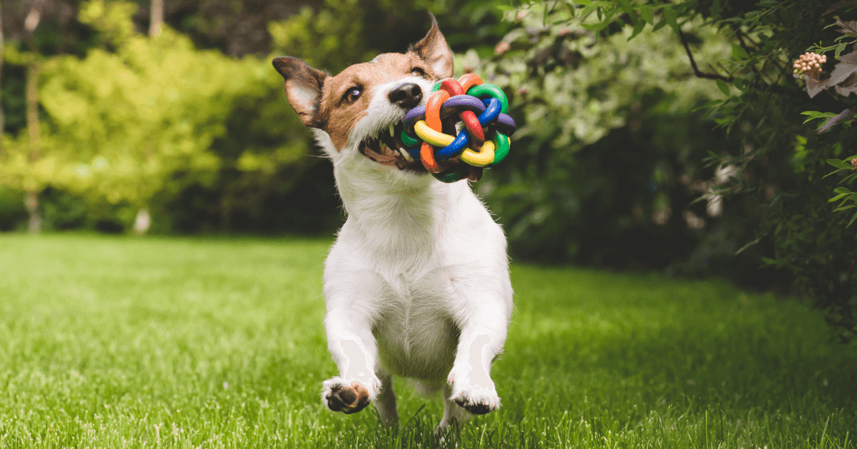 happy terrier dog with toy