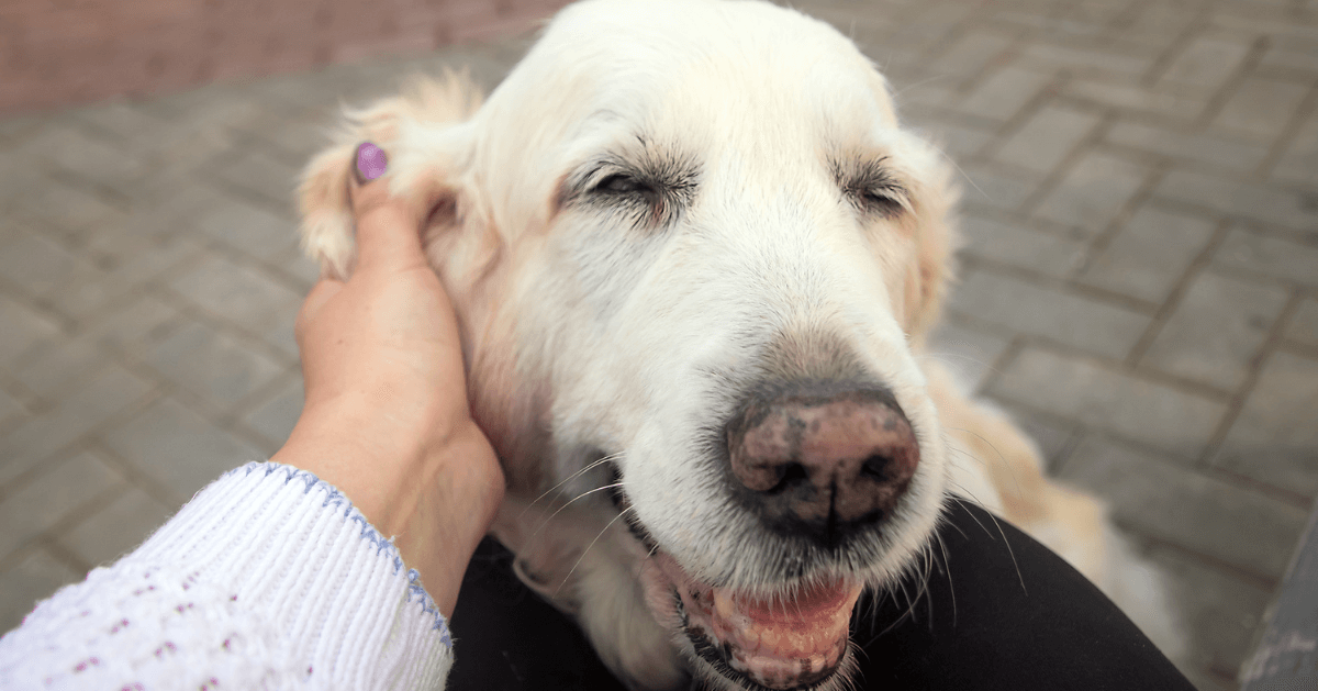 older dog enjoying ear scratch