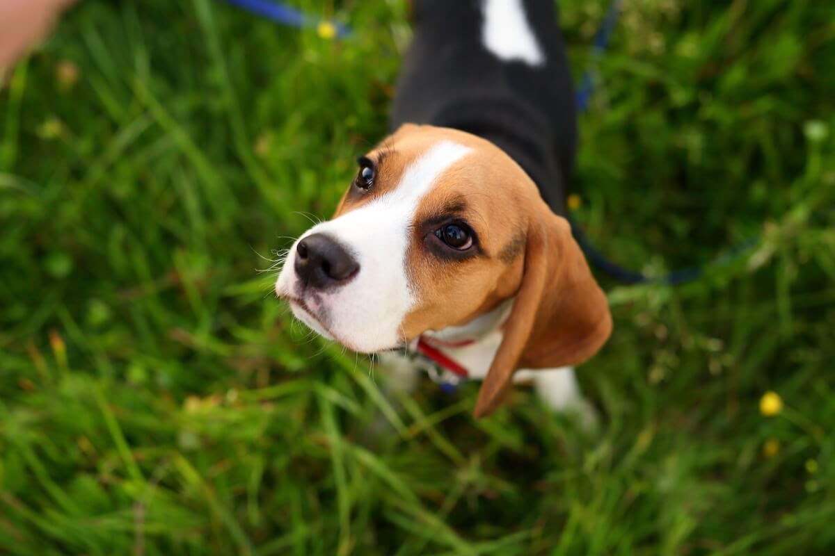 cão beagle a olhar para cima