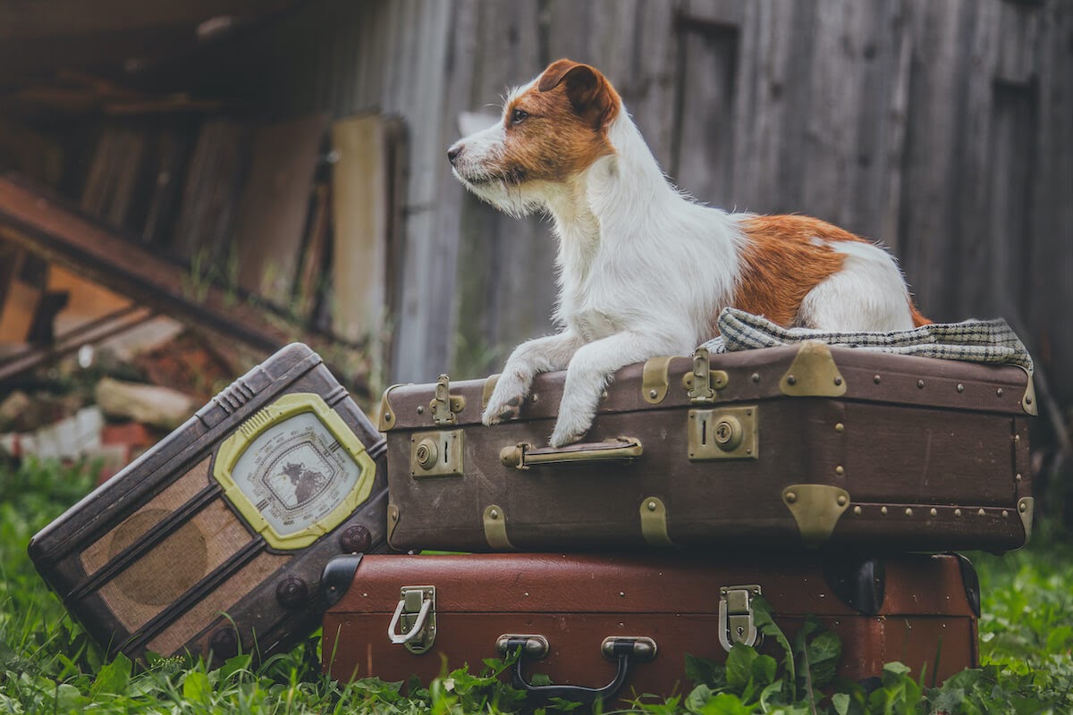 terrier dog sat on top of vintage suitcases