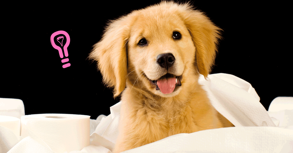 17 Puppy Potty Training Schedule Template Gif vrogue.co