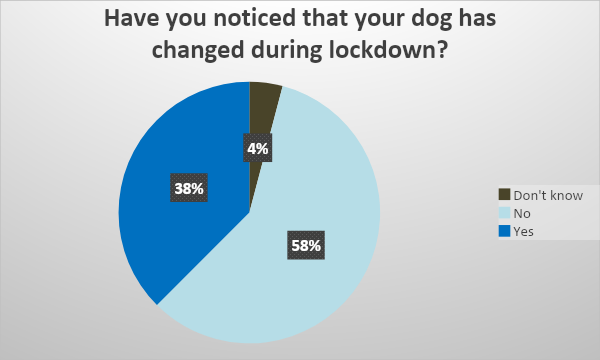 Il cane durante il lockdown2