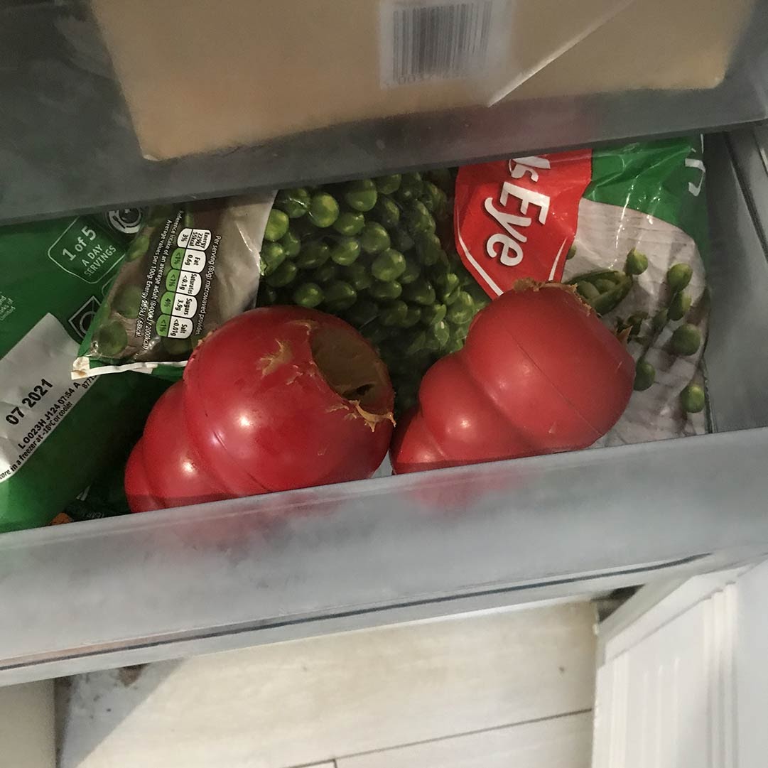 loaded kongs with treats in freezer