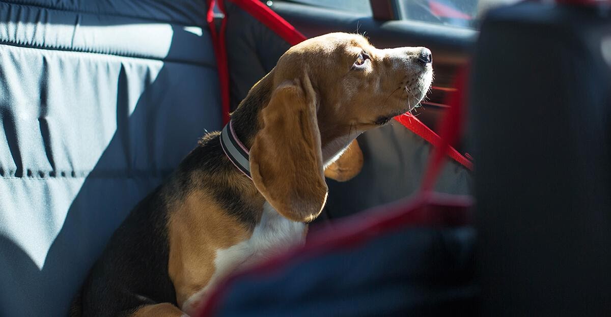 cão sentado no interior do carro