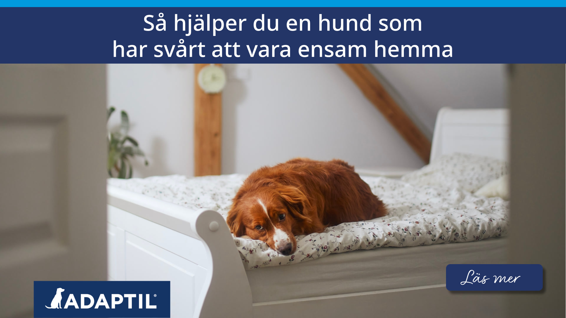 Så hjälper du en hund som har svårt att vara ensam hemma