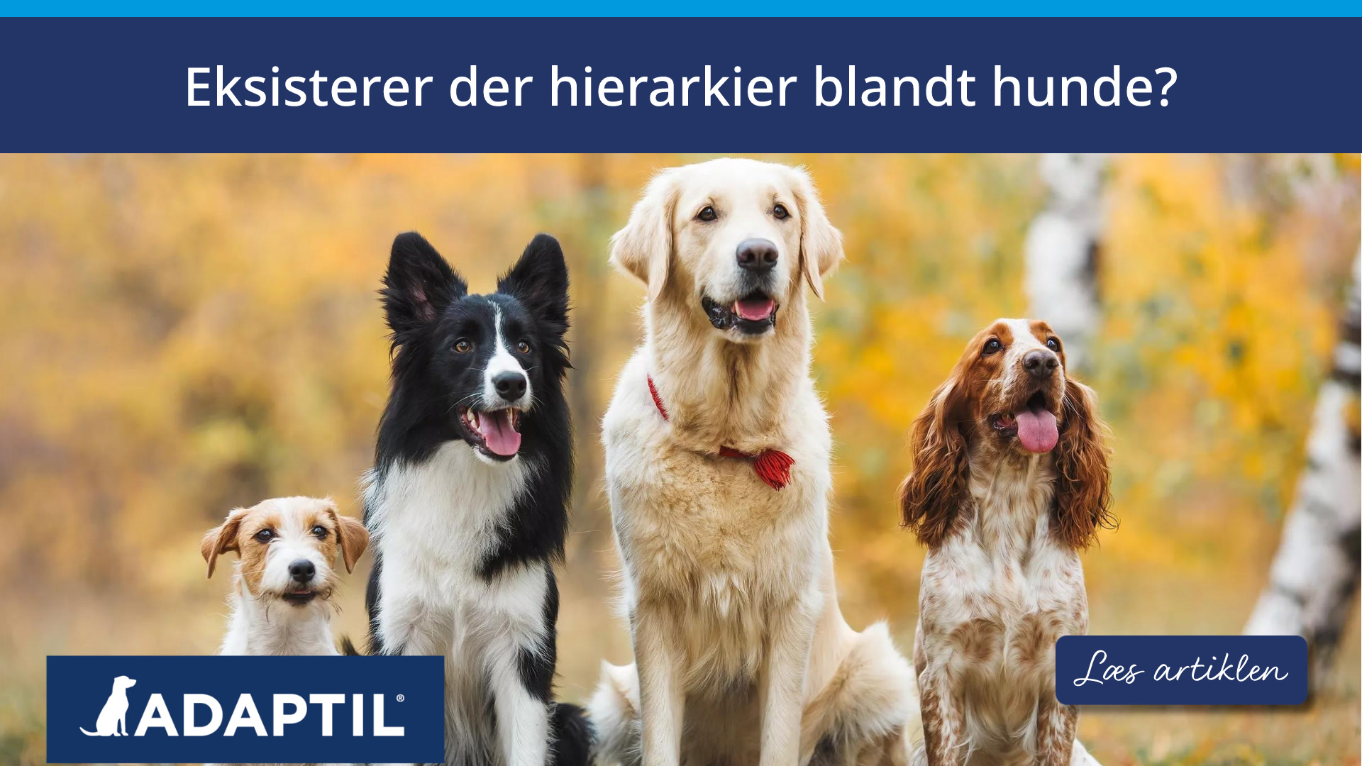 Eksisterer der hierarkier blandt hunde