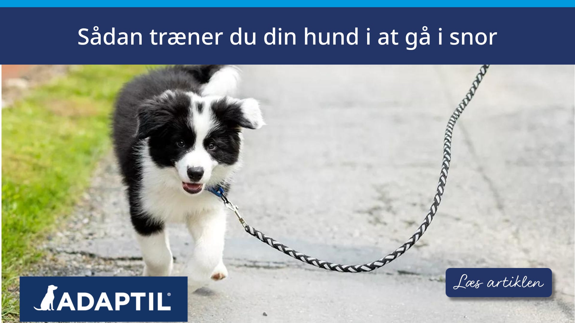 Sådan træner du din hund i at gå i snor 