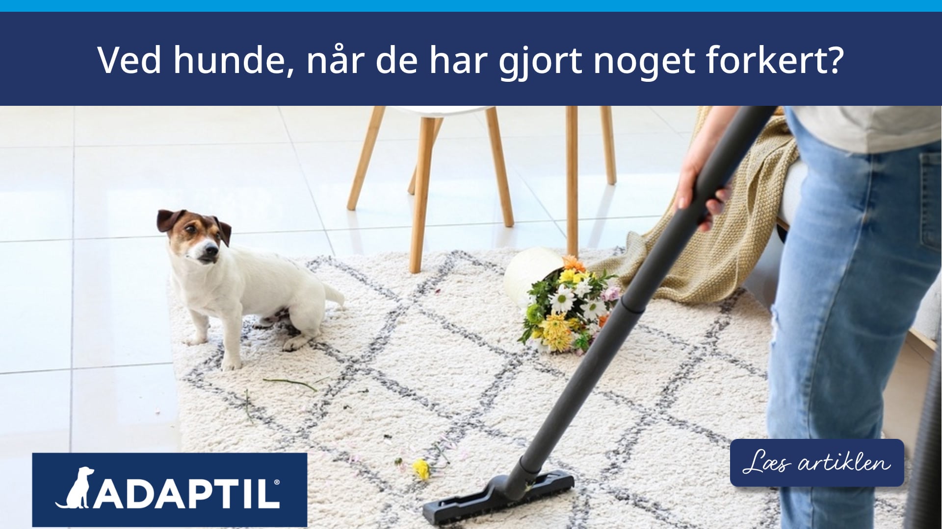 Forstår hunde, når de har gjort noget forkert? 