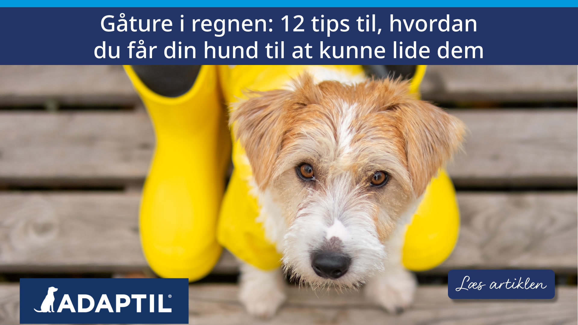 Vil din hund helst blive inde, når det regner? Læs 12 gode råd til at gøre regnvejrsture trygge, sjove og behagelige for hunden.