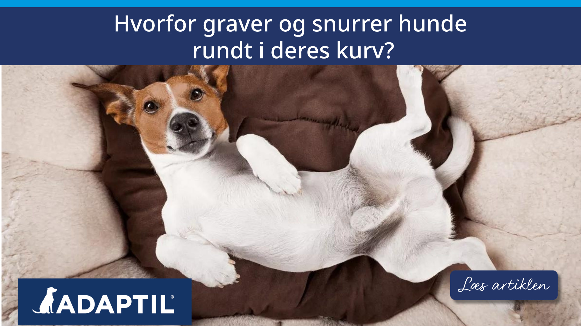 Hvorfor graver hunde og snurrer rundt, inden de lægger sig i deres seng? Fra en hunds synspunkt
