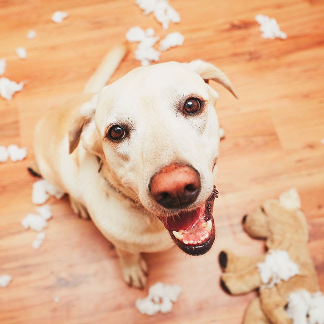 An anxious dog can make a mess while you're away from home