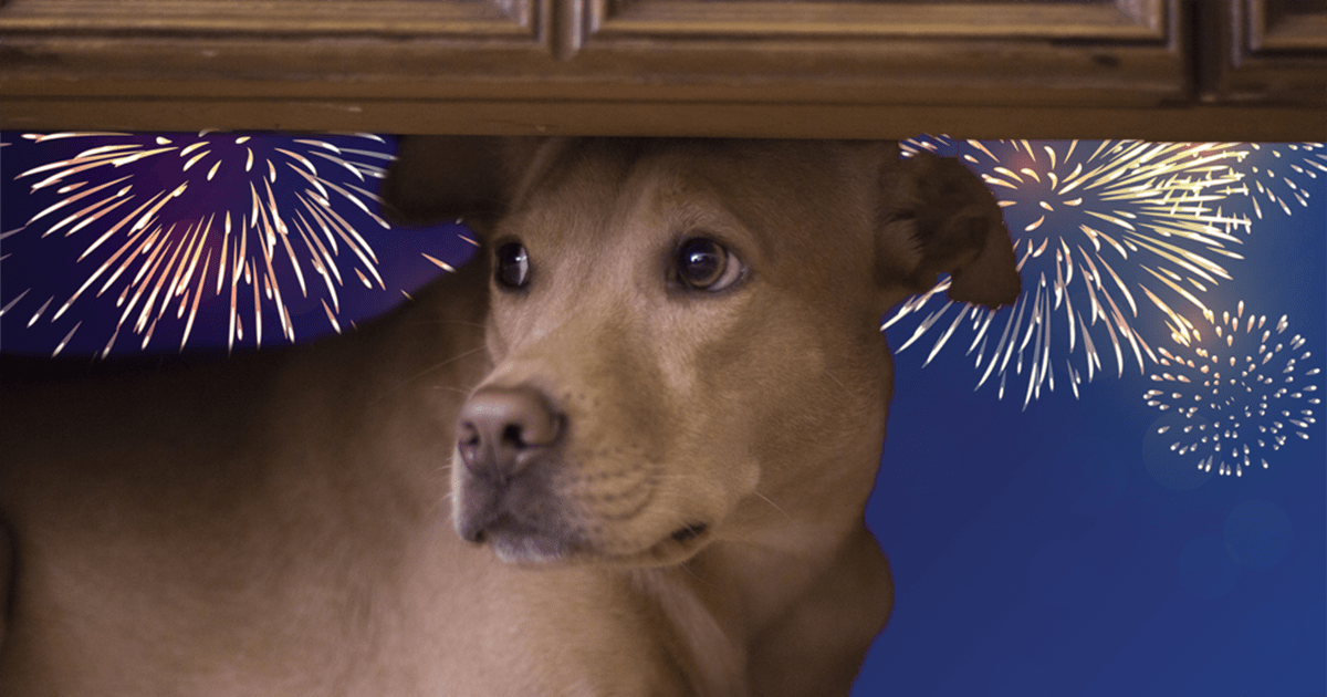 Mon Chien A Peur Des Feux D'Artifices et Pétards, Comment Le Calmer