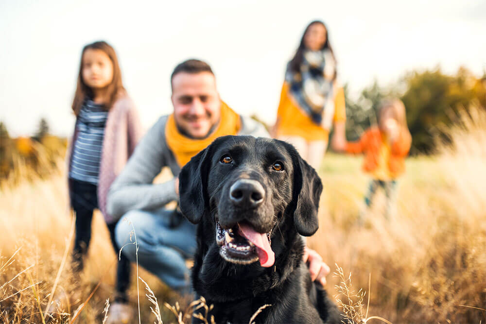 Familienfreundliche Hunde Welche Rasse passt zu euch?