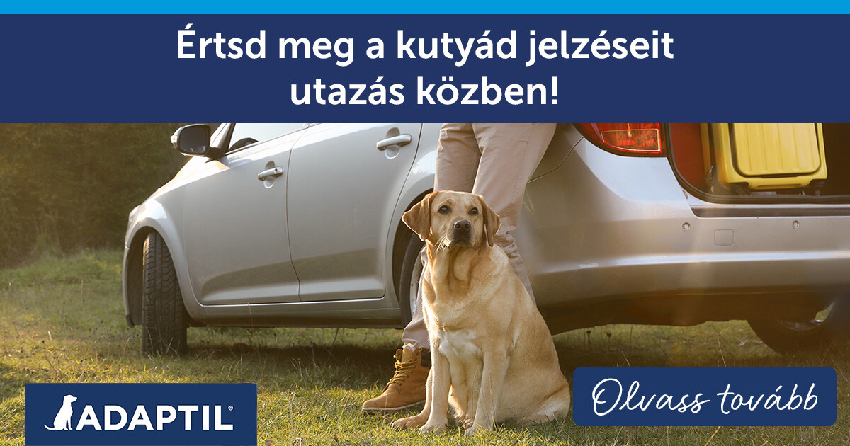 Értsd meg a kutyád jelzéseit utazás közben!