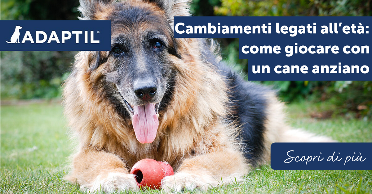 Esistono giochi per cani anziani? - Dog Specialist