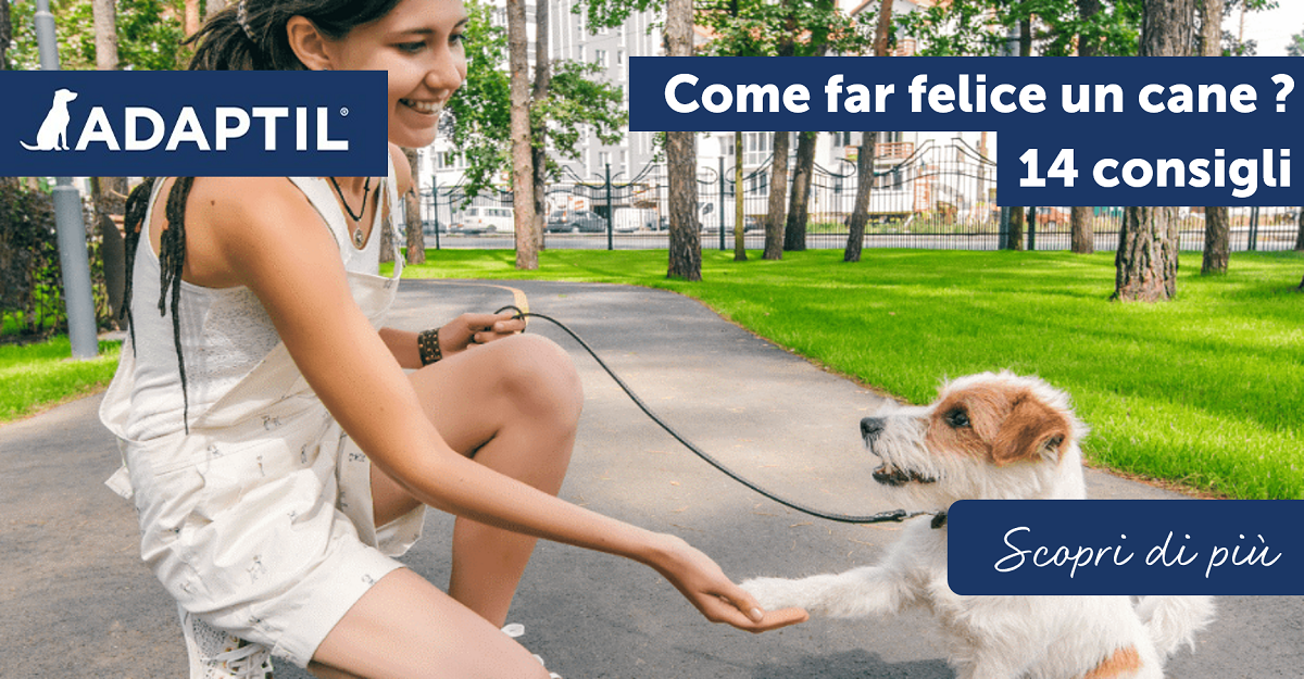 Come far felice un cane? 14 consigli