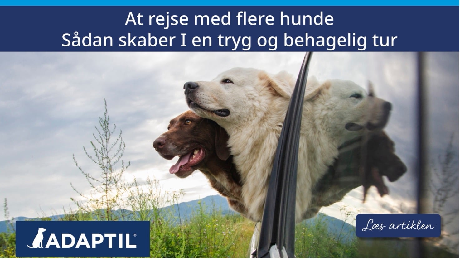 At rejse med flere hunde. Sådan skaber I en tryg og behagelig tur
