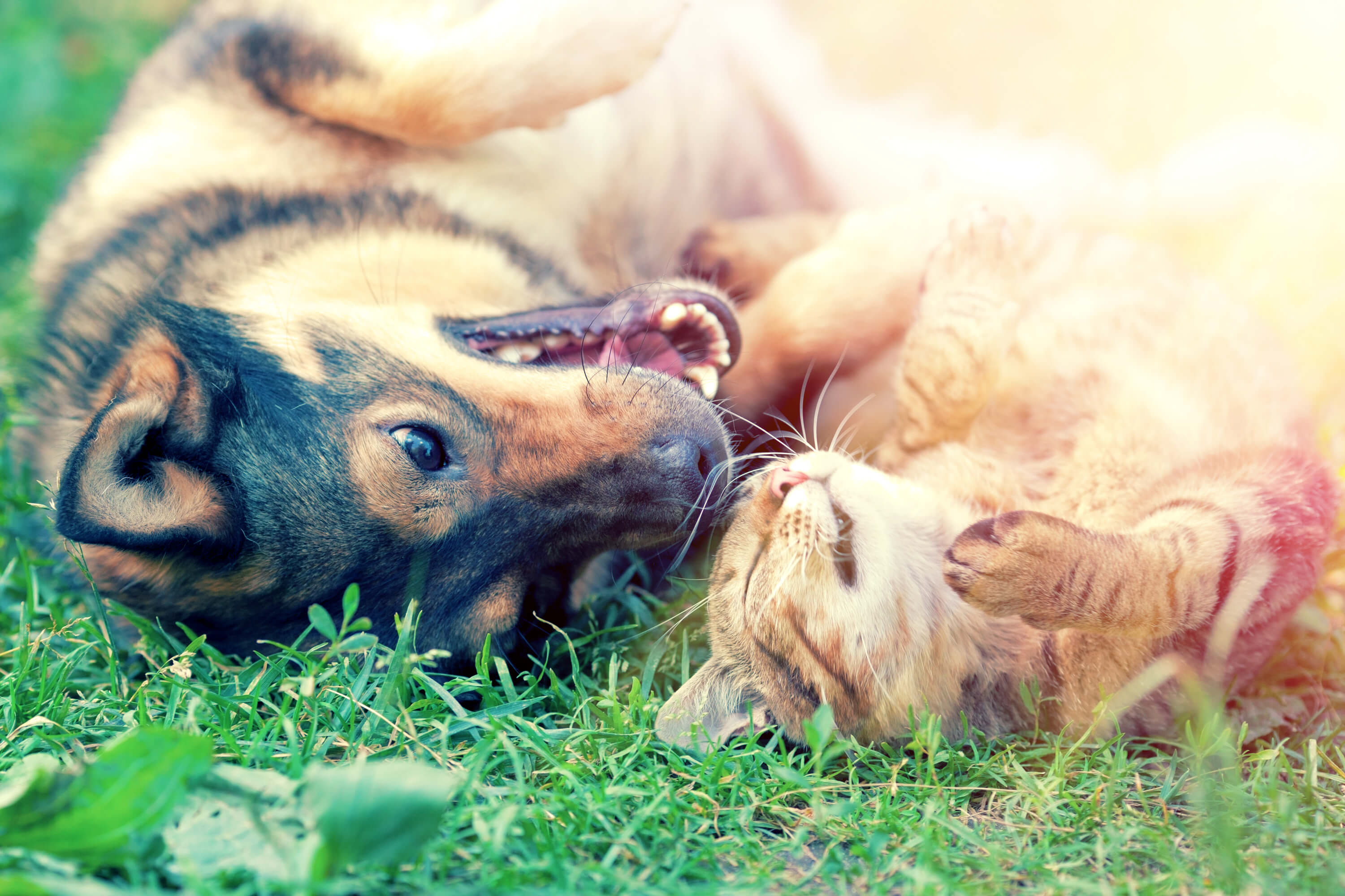 Hund an Katze gewöhnen Tipps für ein harmonisches Zusammenleben