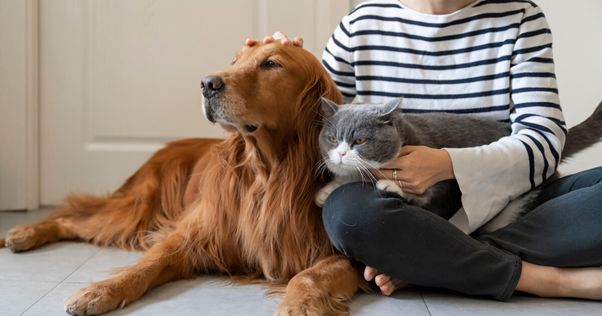 Cães e gatos juntos em harmonia