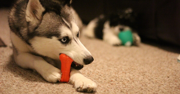 cão brincando com osso de brinquedo