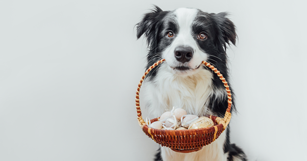 Cachorro com cesta de ovos