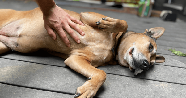 cão recebendo massagem na barriga